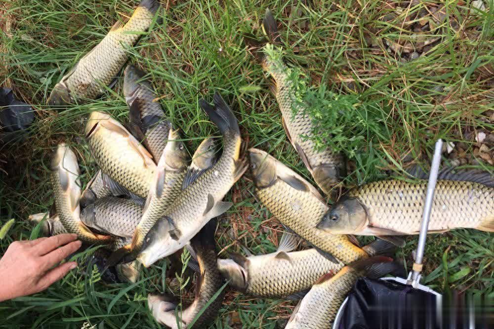 AA, cn, 觅食时间比 AA, cn, 觅食时间比