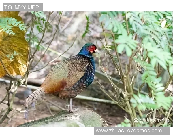 凤山绿雉与山形山六神对决谁能赢得比赛荣耀与胜利